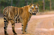 CBI Should Search For Missing, Beloved Tiger Jai, Says Maharashtra